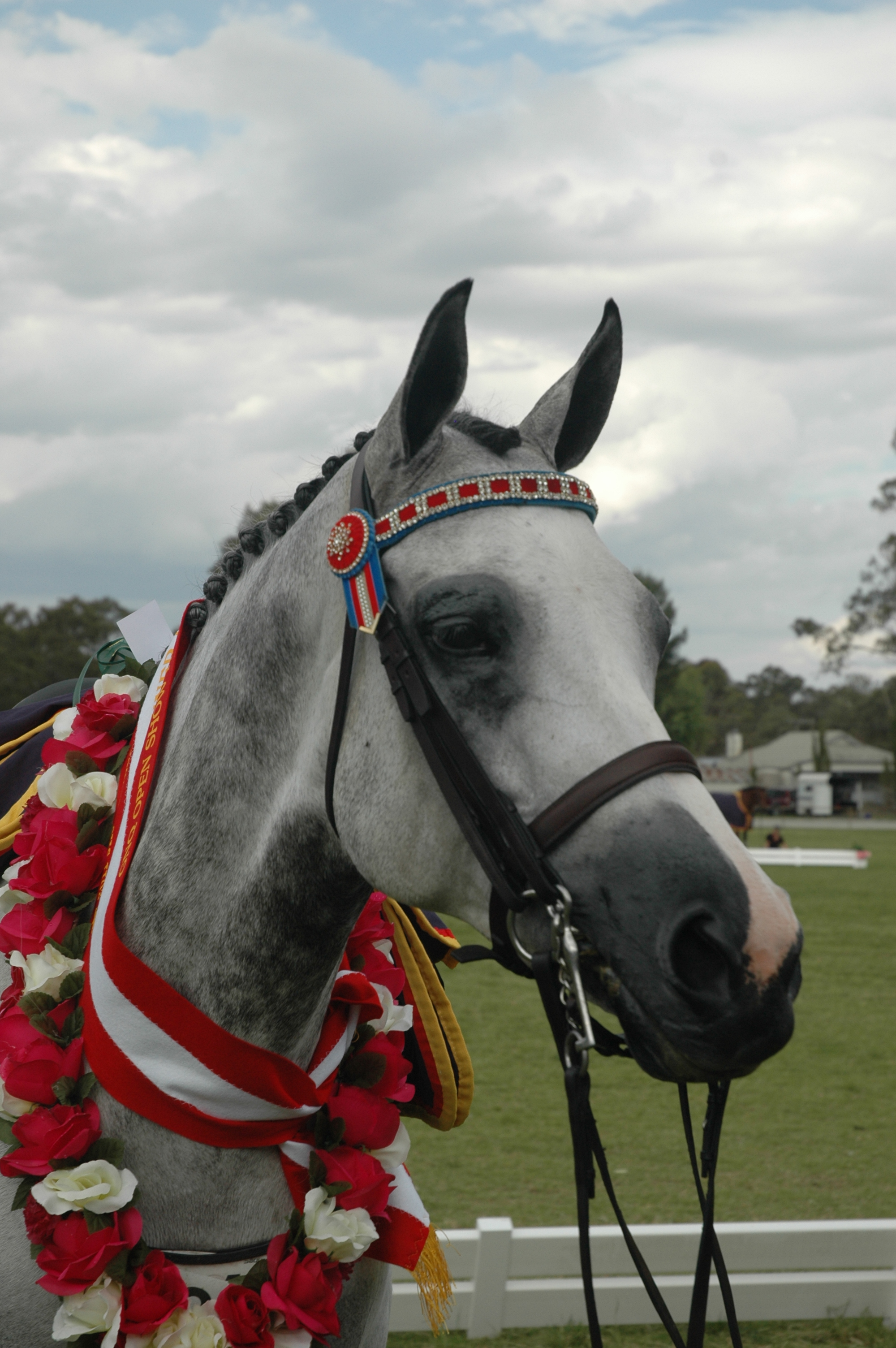 show-horse-council-of-sa-inc